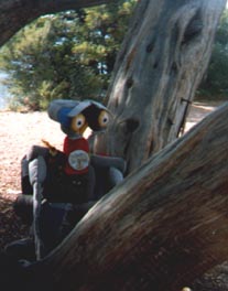 Johnny Five in a tree at Grand Canyon